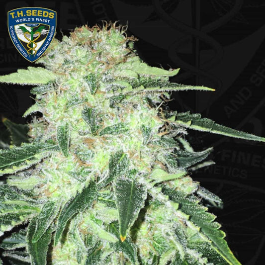Harzige LA S.A.G.E. CBD Blüte mit dichten Kelchen, grünen Zuckerblättern und orangefarbenen Blütenfäden