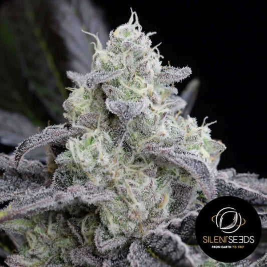 Dicht bewachsener L.A. Vanilla Cake Bud mit frostigen Trichomen und violett-grünen Blütenblättern.