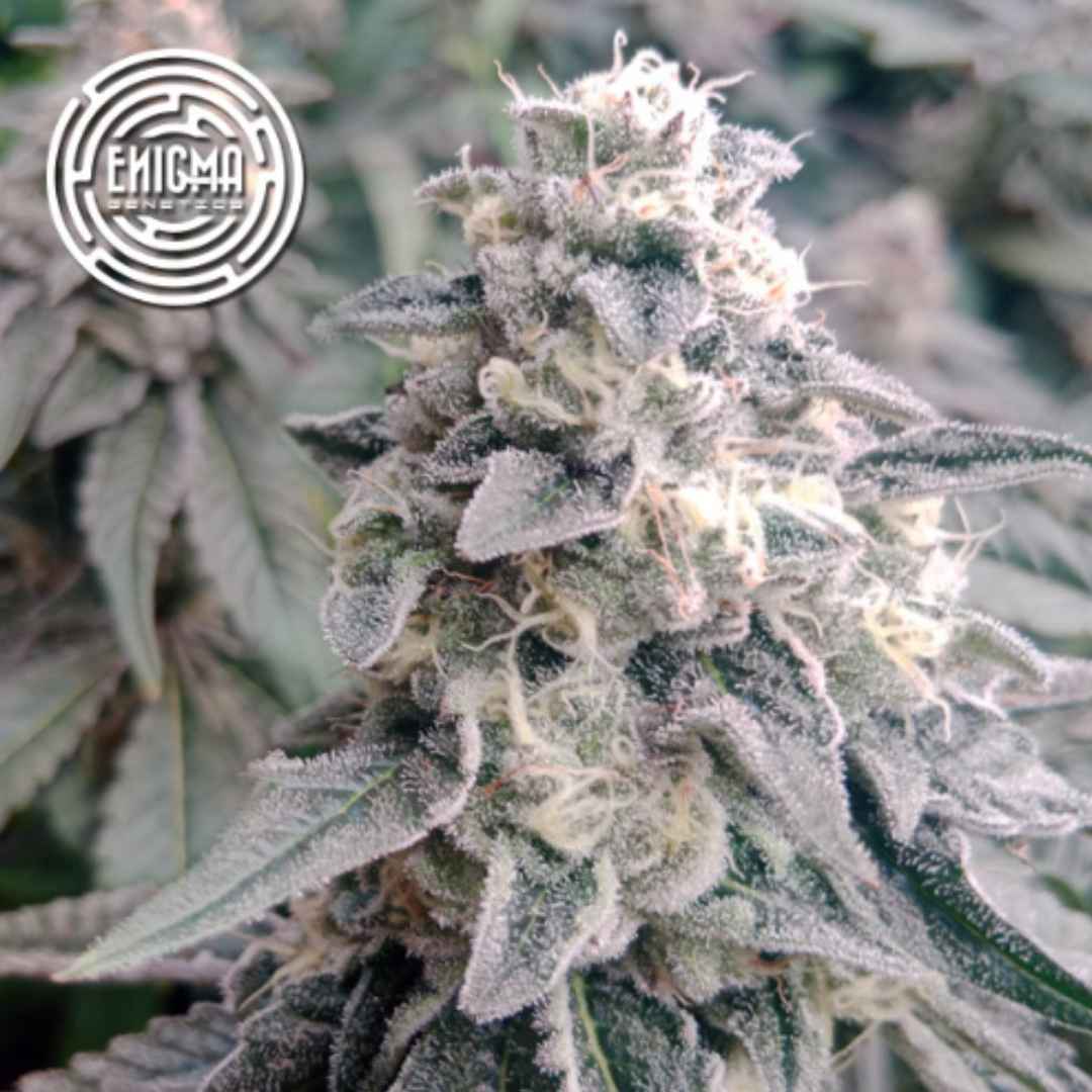 LA Wedding Pop Blüte mit dichter Harzschicht, kompakten Buds und sichtbaren Trichomen