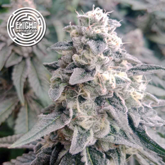 LA Wedding Pop Blüte mit dichter Harzschicht, kompakten Buds und sichtbaren Trichomen