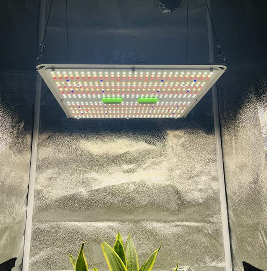 LED-Grow Lampe LED Light cannabisseeds1 im Zelt, ideal für gesundes Cannabis Wachstum