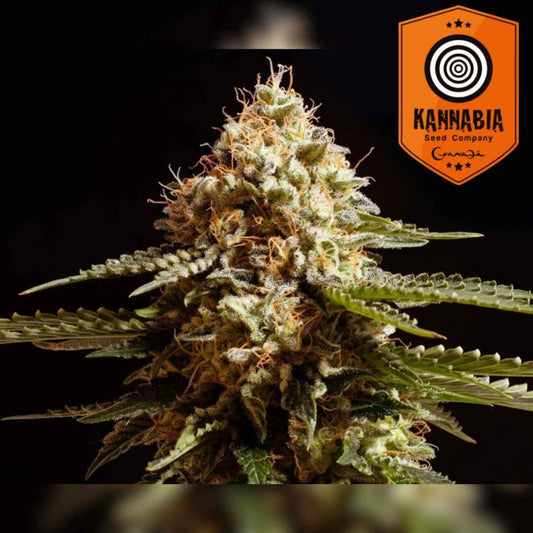 La Blanca Bud mit dichten, harzigen Blüten und orangefarbenen Härchen