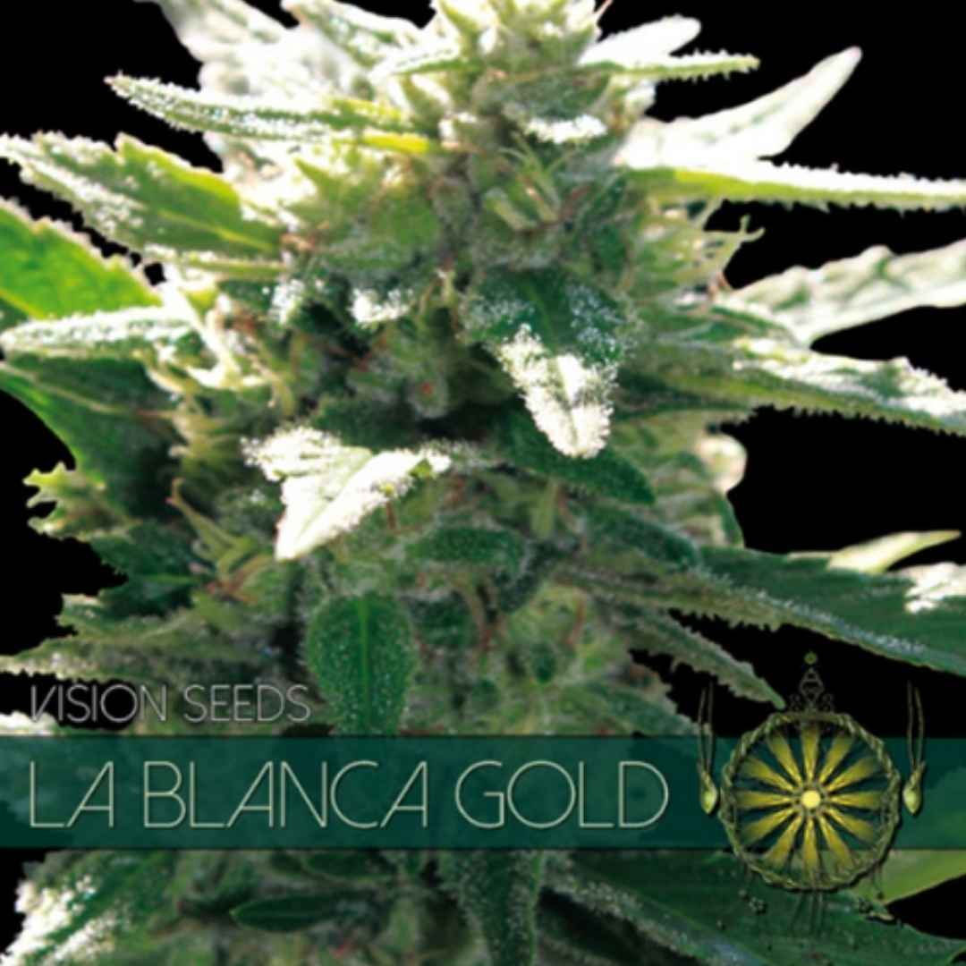 La Blanca Gold von Vision Seeds mit dichter grüner Cannabisblüte und sichtbaren Trichomen.