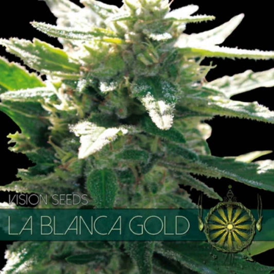 La Blanca Gold von Vision Seeds mit dichter grüner Cannabisblüte und sichtbaren Trichomen.