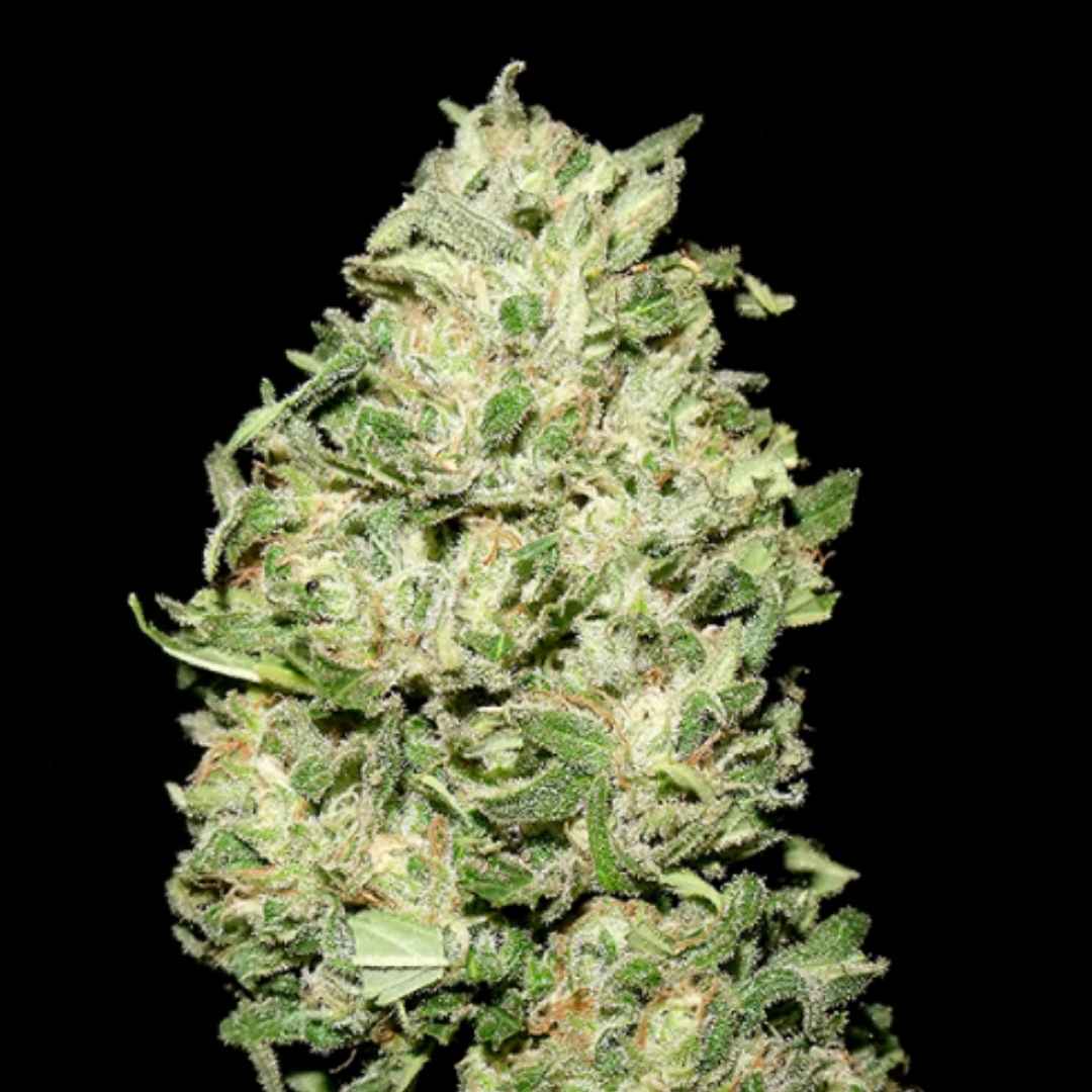 La Bruta (Quercus Seeds) Feminisierte