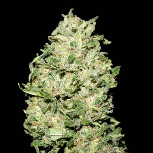 La Bruta (Quercus Seeds) Feminisierte