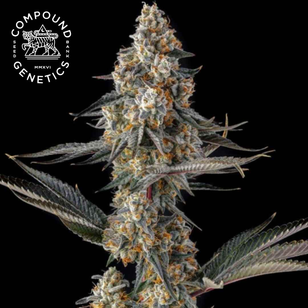 La Llorona Cannabisblüte mit dichten Trichomen, orangefarbenen Härchen und schmalen Blättern