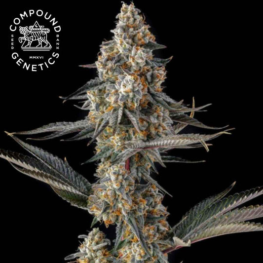 La Llorona Cannabisblüte mit dichten Trichomen, orangefarbenen Härchen und schmalen Blättern