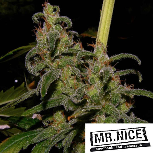 La Nina Cannabisblüte mit dichten Harztrichomen und orangefarbenen Blütenhaaren