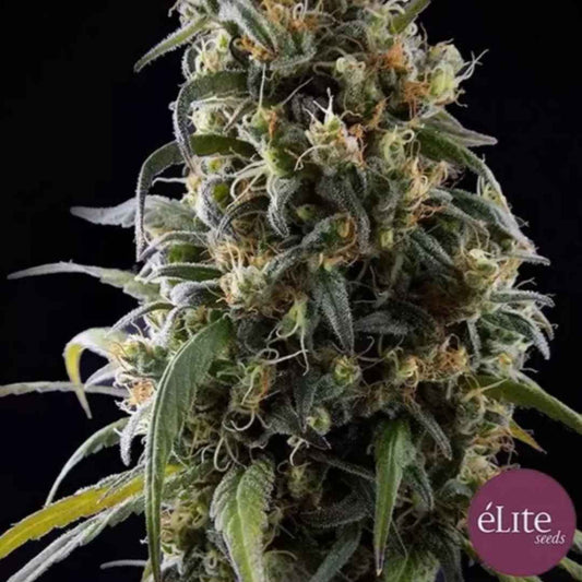 La Rica CBD Cannabisblüte mit dichten Buds, hellen Härchen und sichtbarer Harzschicht