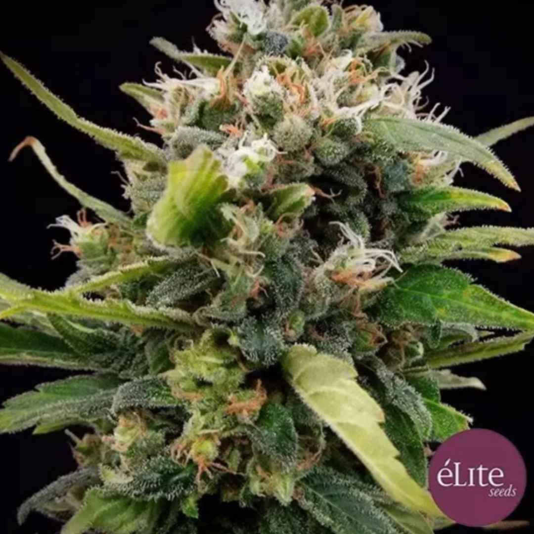 La Rica Cannabisblüte mit dichten Trichomen, grünen Blättern und hellen Blütenfäden