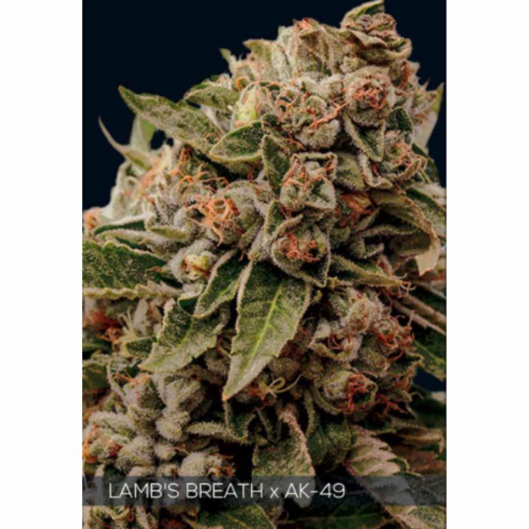 Lamb's Breath x AK-49 von Vision Seeds mit dichter harziger Cannabisblüte.