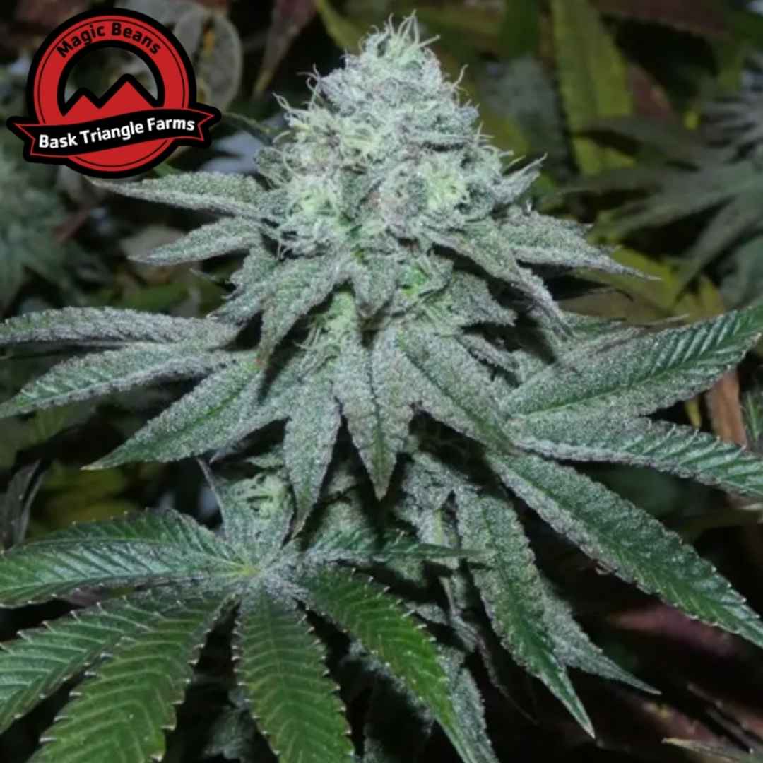 Lamia Cannabispflanze mit dichter harziger Blüte und stark bereiften Blättern