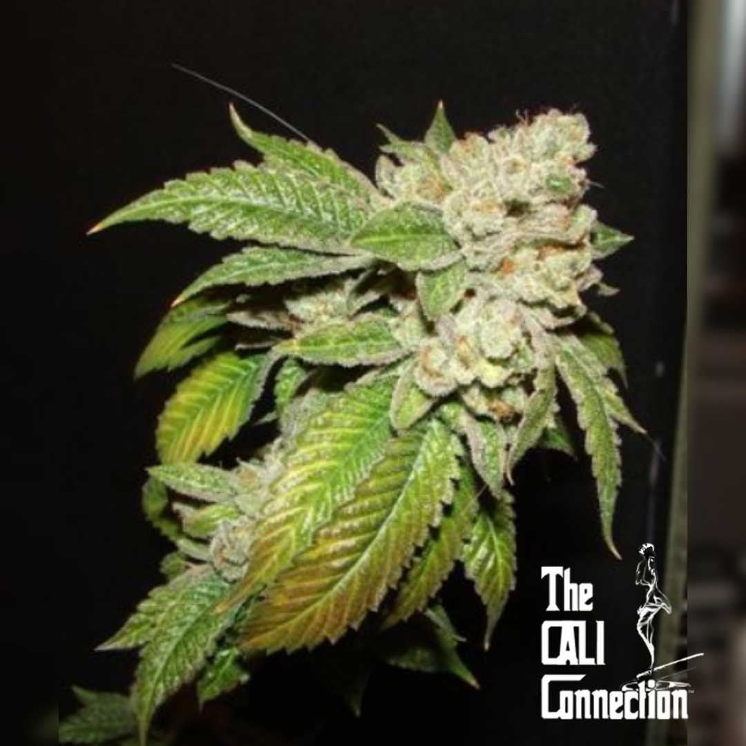 Larry OG Kush Blüte mit dichten Harztrichomen und grünen Blättern in der späten Blütephase