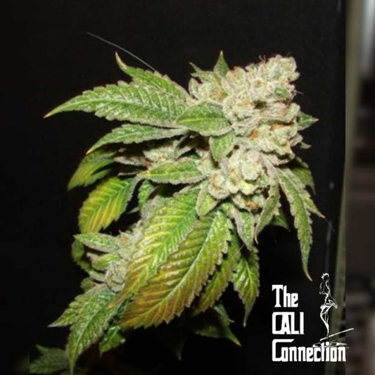 Larry OG Kush Blüte mit dichten Harztrichomen und grünen Blättern in der späten Blütephase