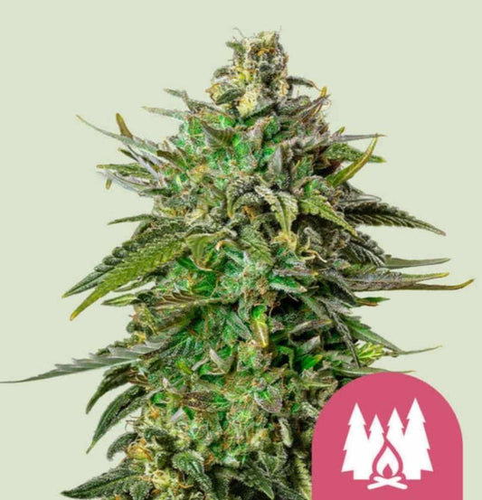 Larry OG Cannabisblüte mit dichten, grünen Buds und kräftigen Harzkristallen.