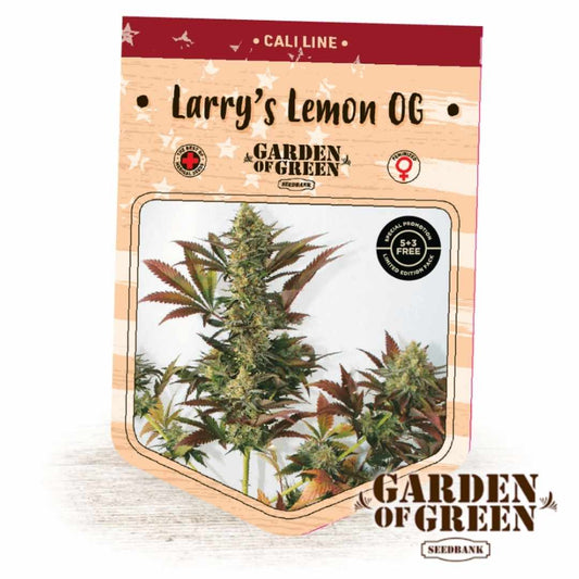 Larry's Lemon OG Packung mit harzreichen Buds und markanten, bunt getönten Blättern