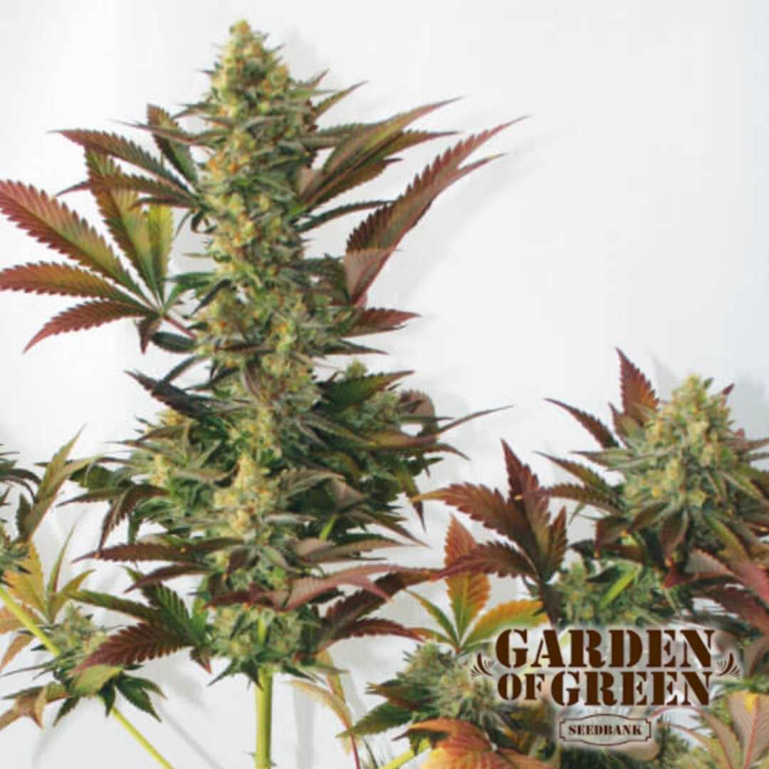 Larry's Lemon OG Pflanze mit kompakten, harzigen Buds und rotgrünen Blättern