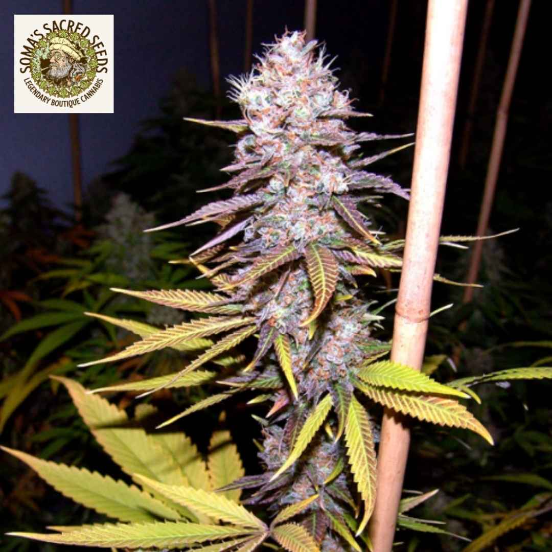 Lavender Cannabisblüte mit violetten, harzigen Buds und gelbgrünen Blättern kurz vor der Ernte