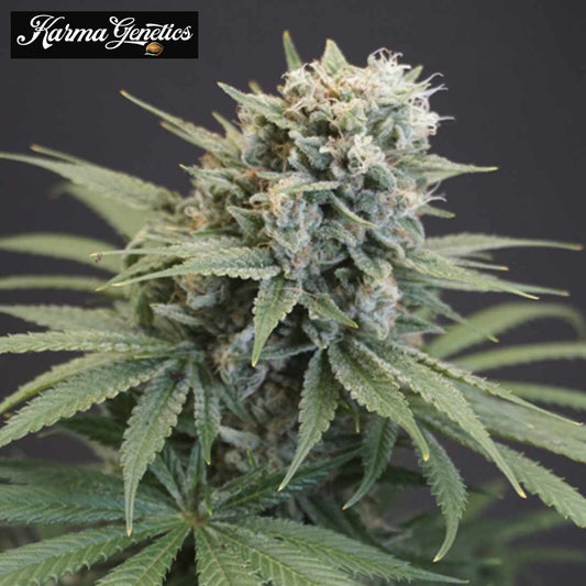 LeMello Cannabisblüte mit harzigen Buds, hellen Blütenfäden und grünen Blättern