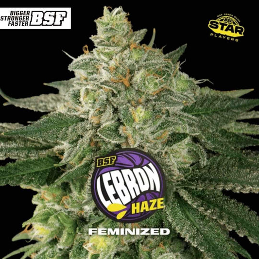 Lebron Haze (BSF Seeds) Feminisiert
