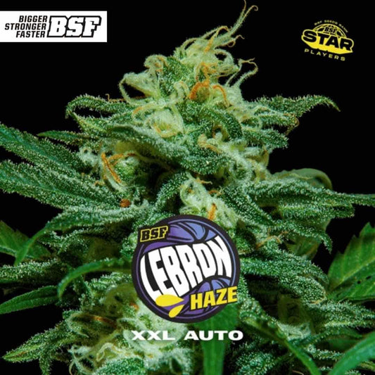 Auto Lebron Haze XXL mit harzigen Buds, dichten Blüten und sichtbaren Trichomen an der Pflanzenspitze