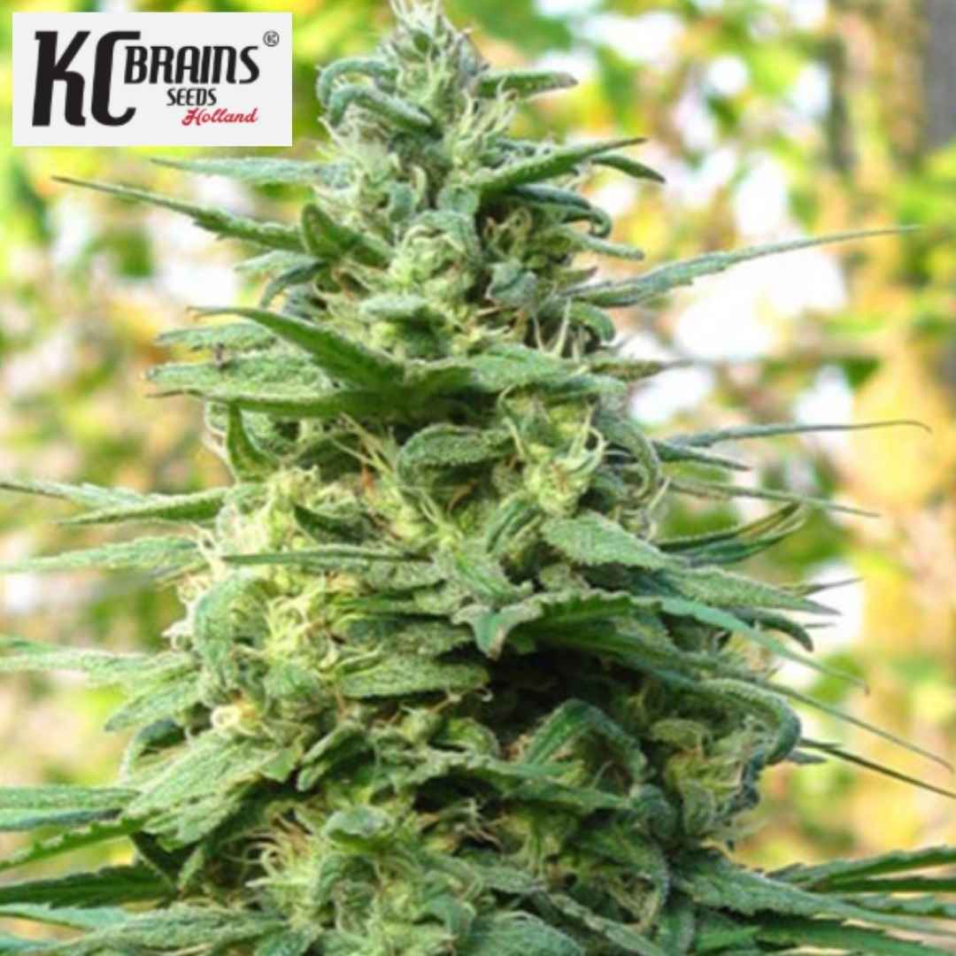 Leda Uno Cannabisblüte mit kompakten grünen Buds und feinen Harzschichten