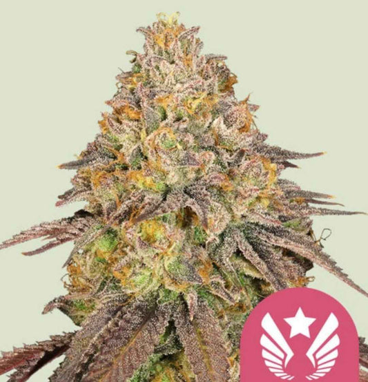 Harziges Legendary OG Punch Bud mit violett-orangen Farbtönen und dichten Blütenständen.