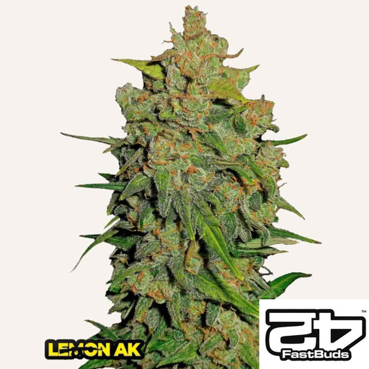 Lemon AK Auto Bud mit dichten Harzschichten und orangefarbenen Blütenstempeln von FastBuds.