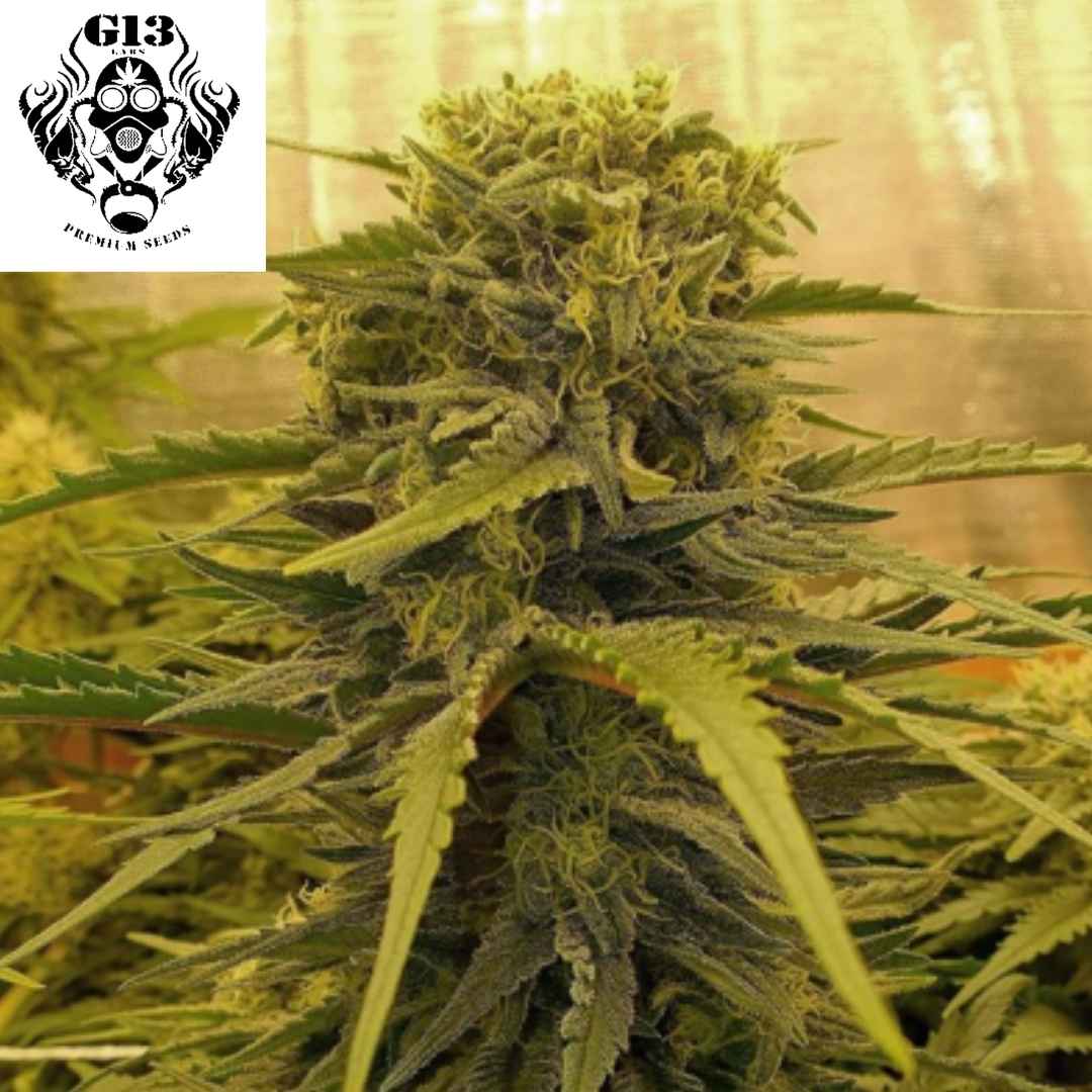 Reife Lemon Amber Kush Cannabisblüte mit dichten, harzigen Buds und gezackten Blättern an der Pflanze