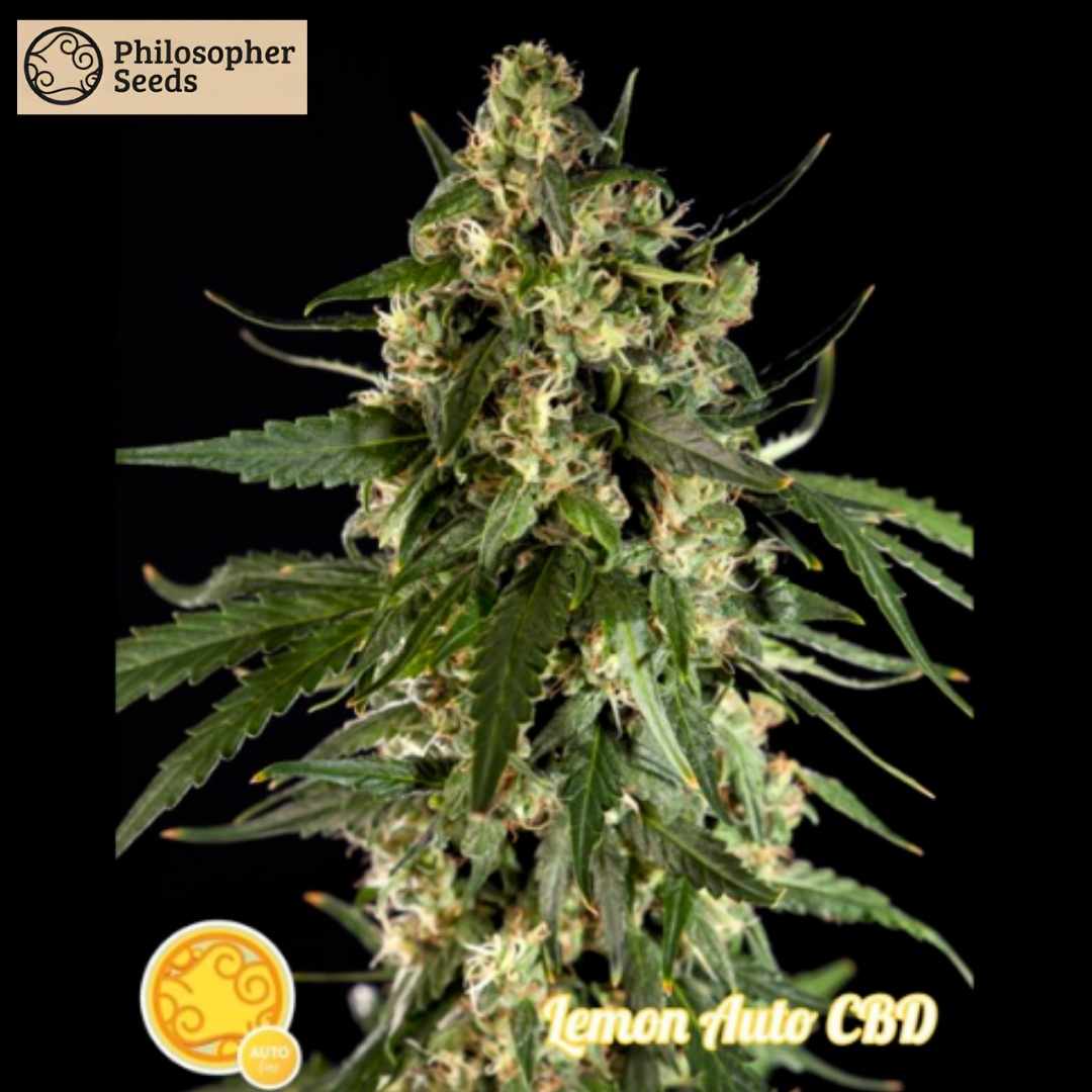 Lemon Auto CBD Pflanze mit dichten harzigen Buds und grünen Blättern in voller Blütephase
