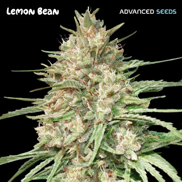 Nahaufnahme einer kompakten, harzreichen Lemon Bean Cannabispflanze mit dichten, kristallüberzogenen Blüten.