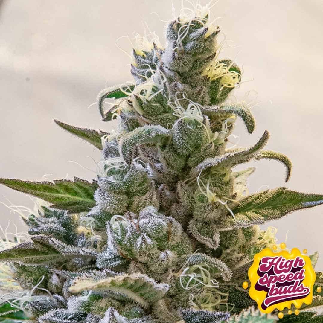 Lemon Cake Auto mit kompakter Hauptblüte, dichten harzigen Buds und hellen Blütenfäden in fortgeschrittener Blütephase