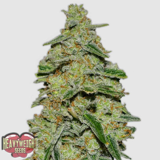 Lemon Cake Blüte mit dichten, harzigen Buds und orangefarbenen Pistillen