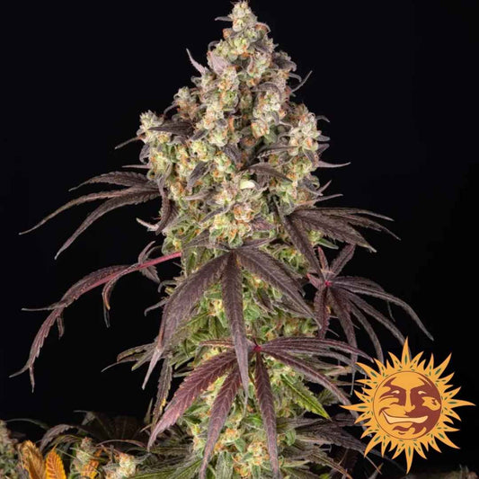 Lemon Cherry Gelato Pflanze mit dichten Buds und violett-grünen Blättern voller Harztrichome