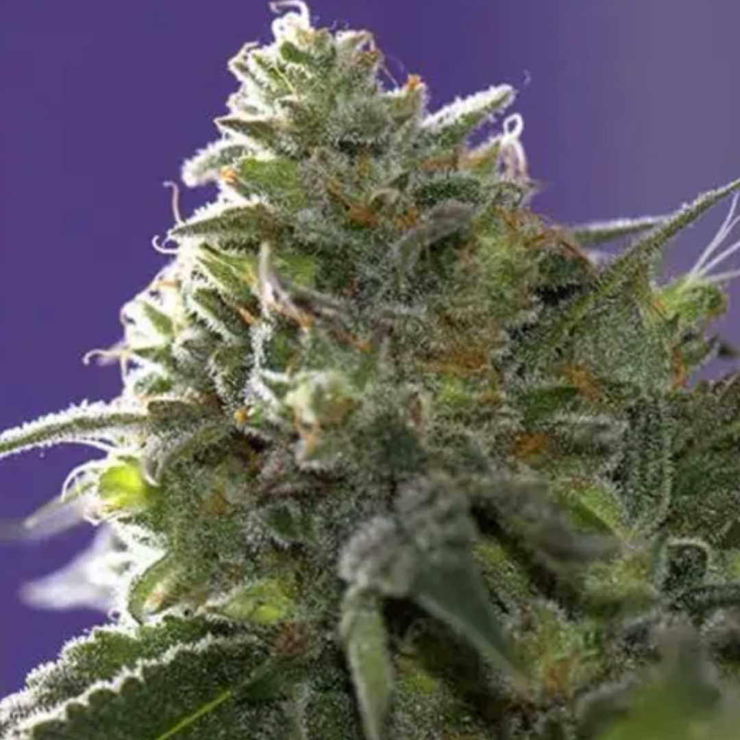 Lemon Cherry Gelato x Ice Cream von Vision Seeds mit dichter harziger Cannabisblüte.