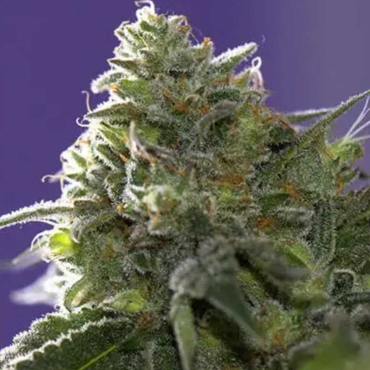Lemon Cherry Gelato x Ice Cream von Vision Seeds mit dichter harziger Cannabisblüte.