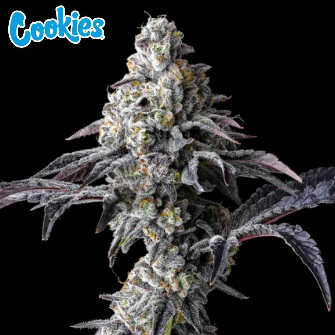 Lemon Cherry Gelato x Triple Scoop Bud mit dichten, stark harzigen Blüten und violetten Zuckerblättern