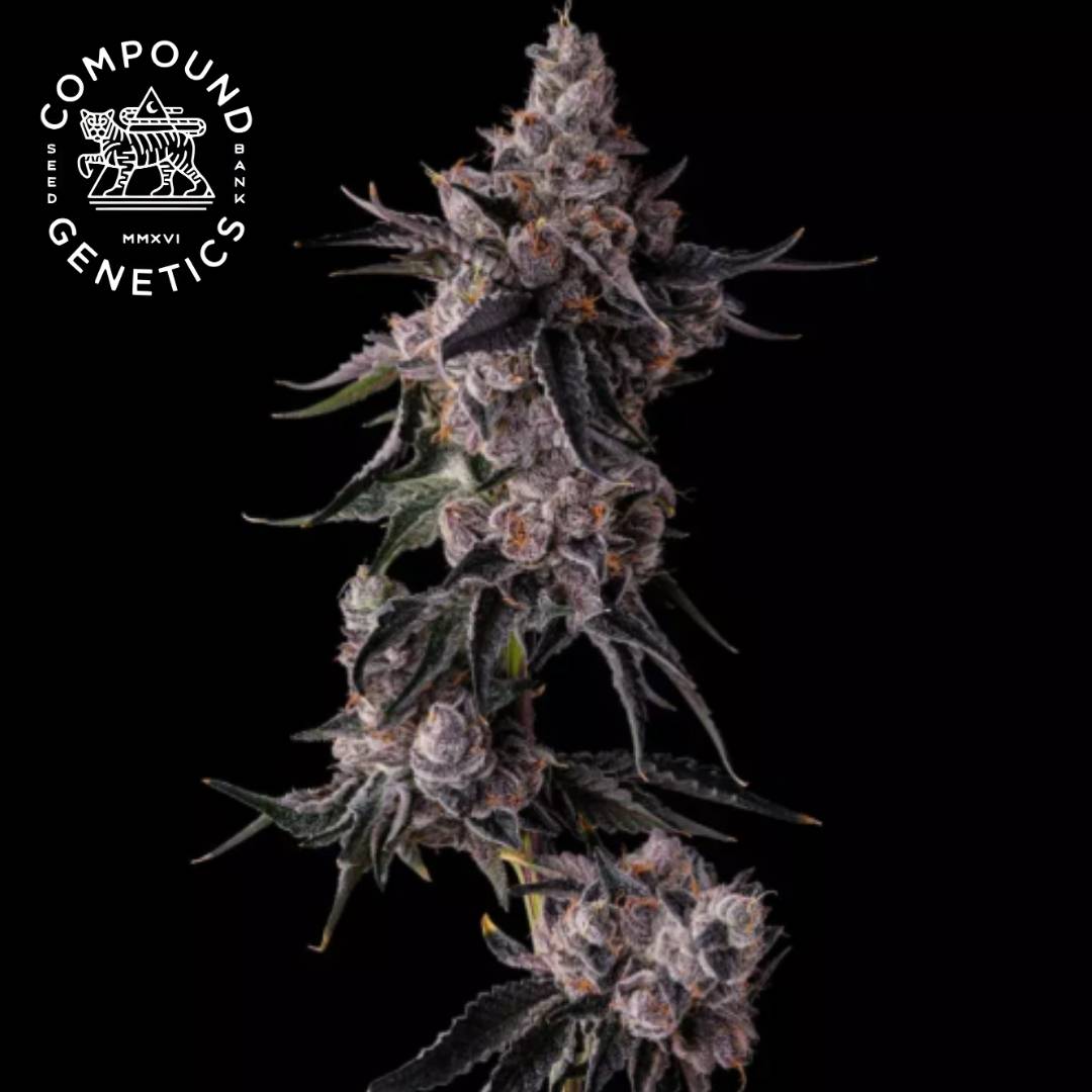 Lemon Cherry Pave Cannabisblüte mit frostigen Trichomen und orangefarbenen Härchen
