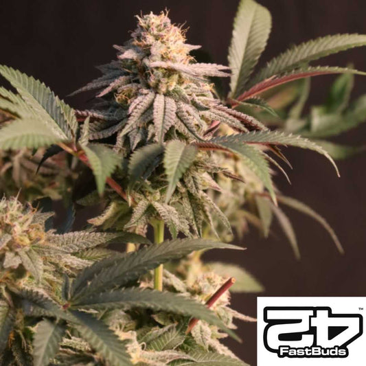 Lemon Cherry Runtz Blüte mit dichten, harzüberzogenen Buds und rotgrünen Blättern von Fast Buds