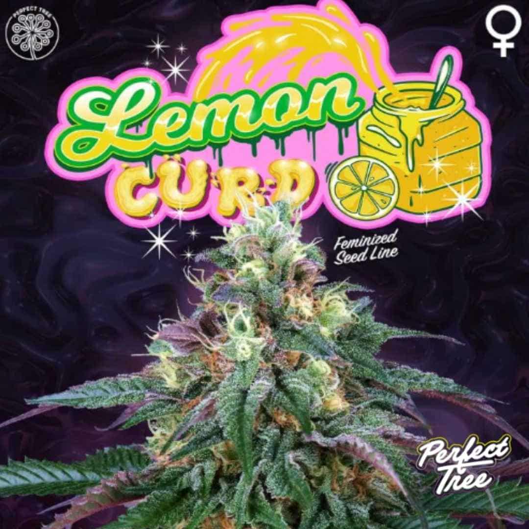 Lemon Curd Cannabisblüte mit dichten, harzigen Buds und Lemon-Logo der feminisierten Samenlinie