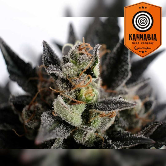 Lemon Haze Auto Blüte mit dichten Kristallen, orangefarbenen Härchen und dunklen Zuckerblättern