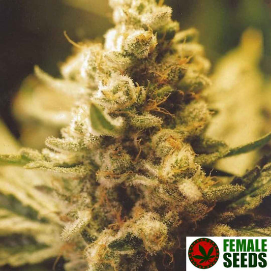 Harzige Lemon Kush Blüte mit dichten Buds, orangefarbenen Pistillen und starkem Trichombesatz