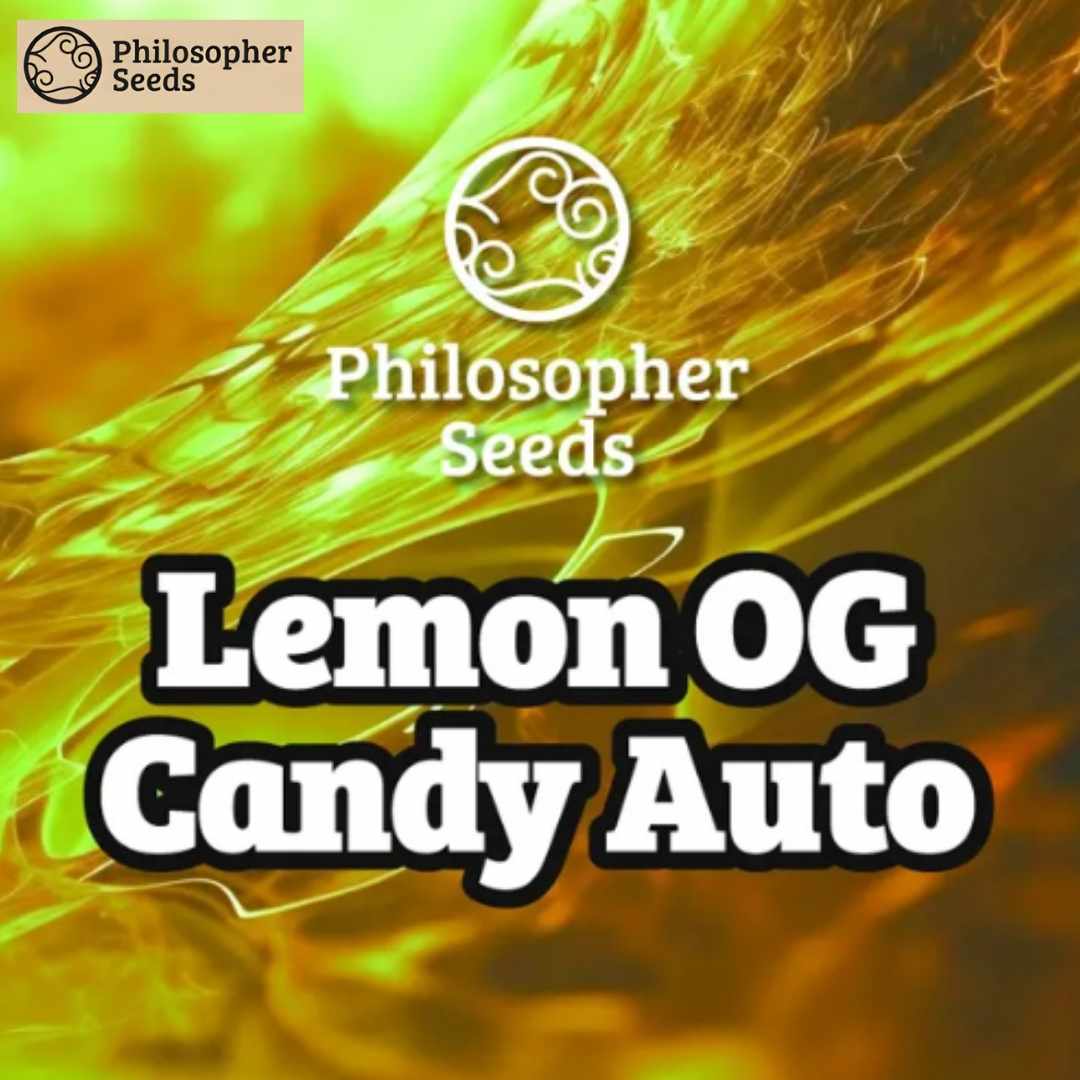 Lemon OG Candy Auto Schriftzug mit Philosopher Seeds Logo im Fokus