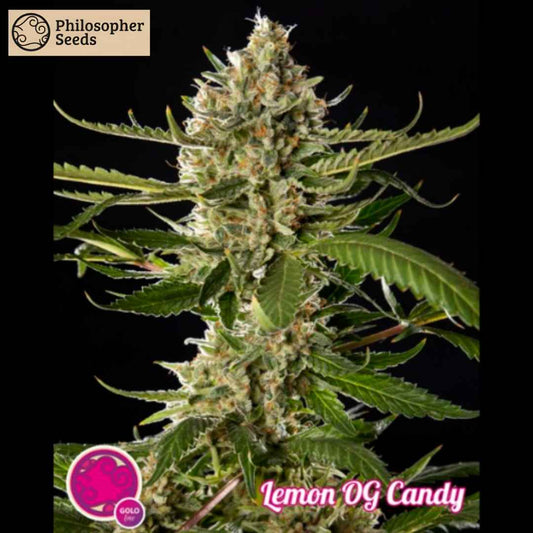 Nahaufnahme einer blühenden Lemon OG Candy Cannabispflanze mit harzigen Blüten und orangefarbenen Stigmen.