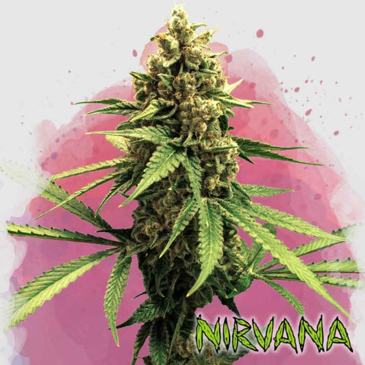 Jock Horror Cannabisblüte mit dichten Buds, roten Härchen und harzigen Kristallen