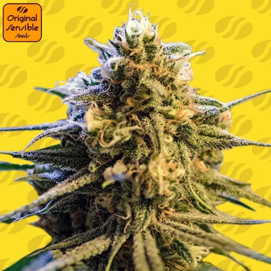 Reife, harzige Cannabisblüte von Auto Lemon Oasis mit dichten Buds, vielen Trichomen und sichtbaren Pistillen