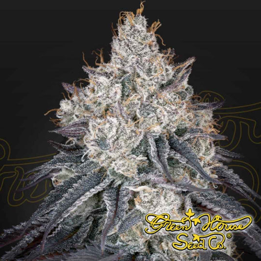 Lemon Orange Cannabispflanze mit dichten, harzigen Blüten, vielen Trichomen und orangefarbenen Stempeln