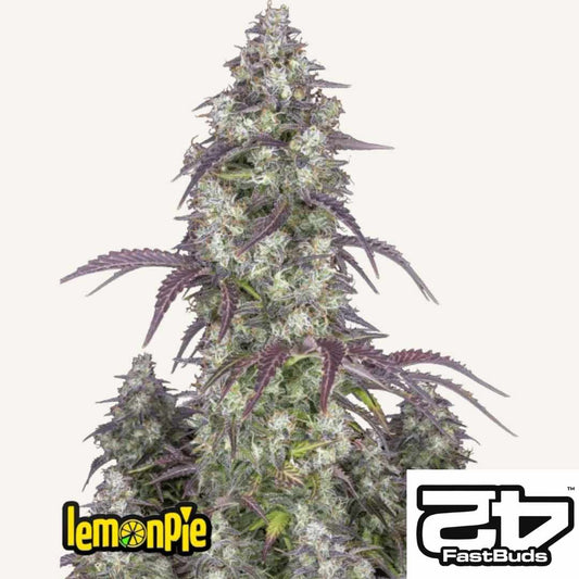 Lemon Pie Auto mit dichten Harzknospen und violetten Zuckerblättern