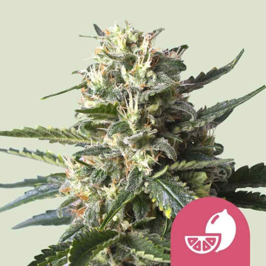 Harziges Lemon Shining Silver Haze Bud mit dichten, zitronig duftenden Blüten und weißen Trichomen